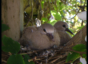 Collard Dove